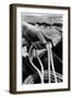 Close Up on Weather Beaten Hand of Whistle Mills Ranch Foreman Holding Rope-John Loengard-Framed Photographic Print