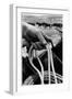 Close Up on Weather Beaten Hand of Whistle Mills Ranch Foreman Holding Rope-John Loengard-Framed Photographic Print