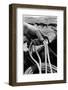 Close Up on Weather Beaten Hand of Whistle Mills Ranch Foreman Holding Rope-John Loengard-Framed Photographic Print