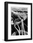 Close Up on Weather Beaten Hand of Whistle Mills Ranch Foreman Holding Rope-John Loengard-Framed Photographic Print