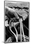 Close Up on Weather Beaten Hand of Whistle Mills Ranch Foreman Holding Rope-John Loengard-Mounted Photographic Print
