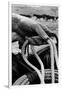 Close Up on Weather Beaten Hand of Whistle Mills Ranch Foreman Holding Rope-John Loengard-Framed Giclee Print