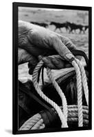Close Up on Weather Beaten Hand of Whistle Mills Ranch Foreman Holding Rope-John Loengard-Framed Giclee Print