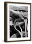 Close Up on Weather Beaten Hand of Whistle Mills Ranch Foreman Holding Rope-John Loengard-Framed Premium Giclee Print