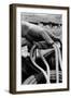 Close Up on Weather Beaten Hand of Whistle Mills Ranch Foreman Holding Rope-John Loengard-Framed Giclee Print