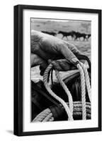 Close Up on Weather Beaten Hand of Whistle Mills Ranch Foreman Holding Rope-John Loengard-Framed Giclee Print