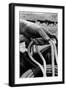 Close Up on Weather Beaten Hand of Whistle Mills Ranch Foreman Holding Rope-John Loengard-Framed Giclee Print