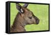 Close Up or Portrait of Wallaby-Rona Schwarz-Framed Stretched Canvas