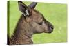 Close Up or Portrait of Wallaby-Rona Schwarz-Stretched Canvas