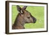 Close Up or Portrait of Wallaby-Rona Schwarz-Framed Photographic Print