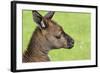 Close Up or Portrait of Wallaby-Rona Schwarz-Framed Photographic Print