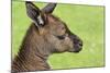 Close Up or Portrait of Wallaby-Rona Schwarz-Mounted Photographic Print