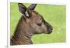 Close Up or Portrait of Wallaby-Rona Schwarz-Framed Photographic Print