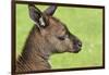 Close Up or Portrait of Wallaby-Rona Schwarz-Framed Photographic Print