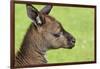 Close Up or Portrait of Wallaby-Rona Schwarz-Framed Photographic Print