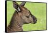 Close Up or Portrait of Wallaby-Rona Schwarz-Framed Stretched Canvas