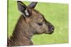 Close Up or Portrait of Wallaby-Rona Schwarz-Stretched Canvas