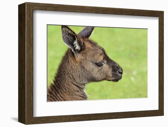 Close Up or Portrait of Wallaby-Rona Schwarz-Framed Photographic Print