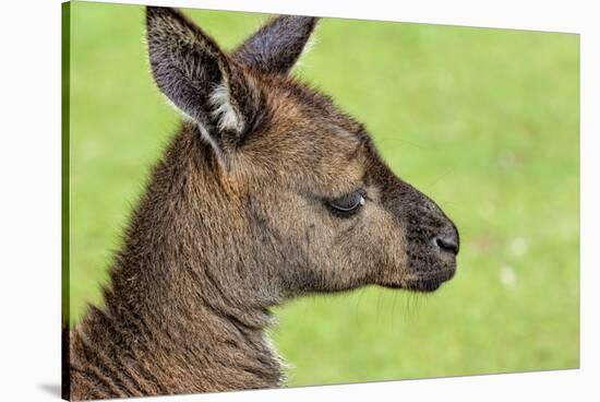 Close Up or Portrait of Wallaby-Rona Schwarz-Stretched Canvas