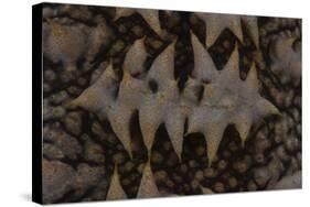 Close-Up Pattern of a Giant Sea Cucumber-Stocktrek Images-Stretched Canvas