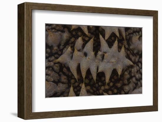 Close-Up Pattern of a Giant Sea Cucumber-Stocktrek Images-Framed Photographic Print