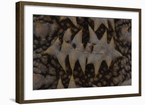 Close-Up Pattern of a Giant Sea Cucumber-Stocktrek Images-Framed Photographic Print