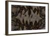 Close-Up Pattern of a Giant Sea Cucumber-Stocktrek Images-Framed Photographic Print