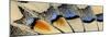 Close-up patterns of butterfly wings showing the tiny overlapping scales.-Darrell Gulin-Mounted Photographic Print