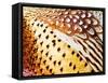 Close Up Pheasant Feathers, Moiese, Montana, USA-Chuck Haney-Framed Stretched Canvas