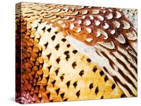 Close Up Pheasant Feathers, Moiese, Montana, USA-Chuck Haney-Stretched Canvas