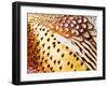 Close Up Pheasant Feathers, Moiese, Montana, USA-Chuck Haney-Framed Photographic Print