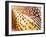 Close Up Pheasant Feathers, Moiese, Montana, USA-Chuck Haney-Framed Photographic Print