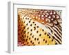 Close Up Pheasant Feathers, Moiese, Montana, USA-Chuck Haney-Framed Photographic Print
