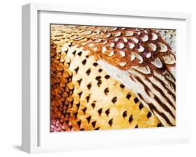 Close Up Pheasant Feathers, Moiese, Montana, USA-Chuck Haney-Framed Photographic Print