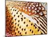 Close Up Pheasant Feathers, Moiese, Montana, USA-Chuck Haney-Mounted Photographic Print