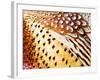 Close Up Pheasant Feathers, Moiese, Montana, USA-Chuck Haney-Framed Photographic Print