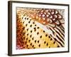 Close Up Pheasant Feathers, Moiese, Montana, USA-Chuck Haney-Framed Photographic Print