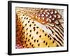 Close Up Pheasant Feathers, Moiese, Montana, USA-Chuck Haney-Framed Photographic Print