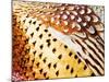 Close Up Pheasant Feathers, Moiese, Montana, USA-Chuck Haney-Mounted Photographic Print