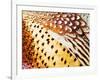 Close Up Pheasant Feathers, Moiese, Montana, USA-Chuck Haney-Framed Photographic Print