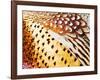 Close Up Pheasant Feathers, Moiese, Montana, USA-Chuck Haney-Framed Photographic Print