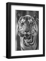 Close-up photo of bengal tiger (Panthera tigris tigris), India-Panoramic Images-Framed Premium Photographic Print