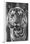 Close-up photo of bengal tiger (Panthera tigris tigris), India-Panoramic Images-Framed Premium Photographic Print