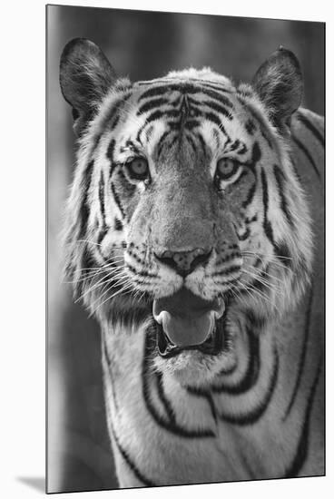 Close-up photo of bengal tiger (Panthera tigris tigris), India-Panoramic Images-Mounted Premium Photographic Print