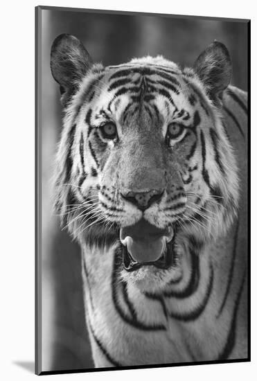 Close-up photo of bengal tiger (Panthera tigris tigris), India-Panoramic Images-Mounted Photographic Print