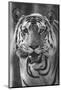 Close-up photo of bengal tiger (Panthera tigris tigris), India-Panoramic Images-Mounted Photographic Print