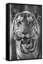 Close-up photo of bengal tiger (Panthera tigris tigris), India-Panoramic Images-Framed Stretched Canvas