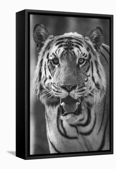 Close-up photo of bengal tiger (Panthera tigris tigris), India-Panoramic Images-Framed Stretched Canvas