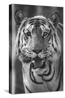 Close-up photo of bengal tiger (Panthera tigris tigris), India-Panoramic Images-Stretched Canvas