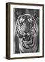 Close-up photo of bengal tiger (Panthera tigris tigris), India-Panoramic Images-Framed Photographic Print